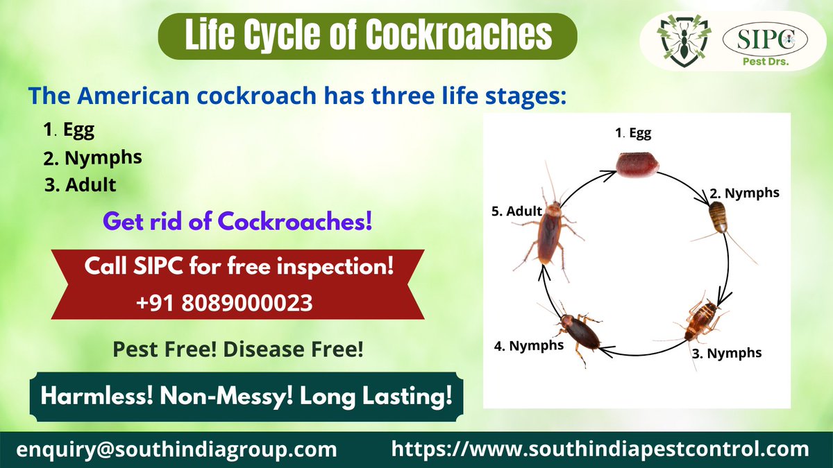 sipcpestcontrol's tweet photo. The cockroach life cycle is comprised of three experimental phases, the egg, nymph and adult stage.
Visit: https://t.co/g5EB84zwsN
Call: 8089000023
Email: enquiry@southindiagroup.com
#cockroaches #cockroachcontrol #cockroachcontrolservice #cockroachgel #cockroachkiller #pest https://t.co/w52TL1y322