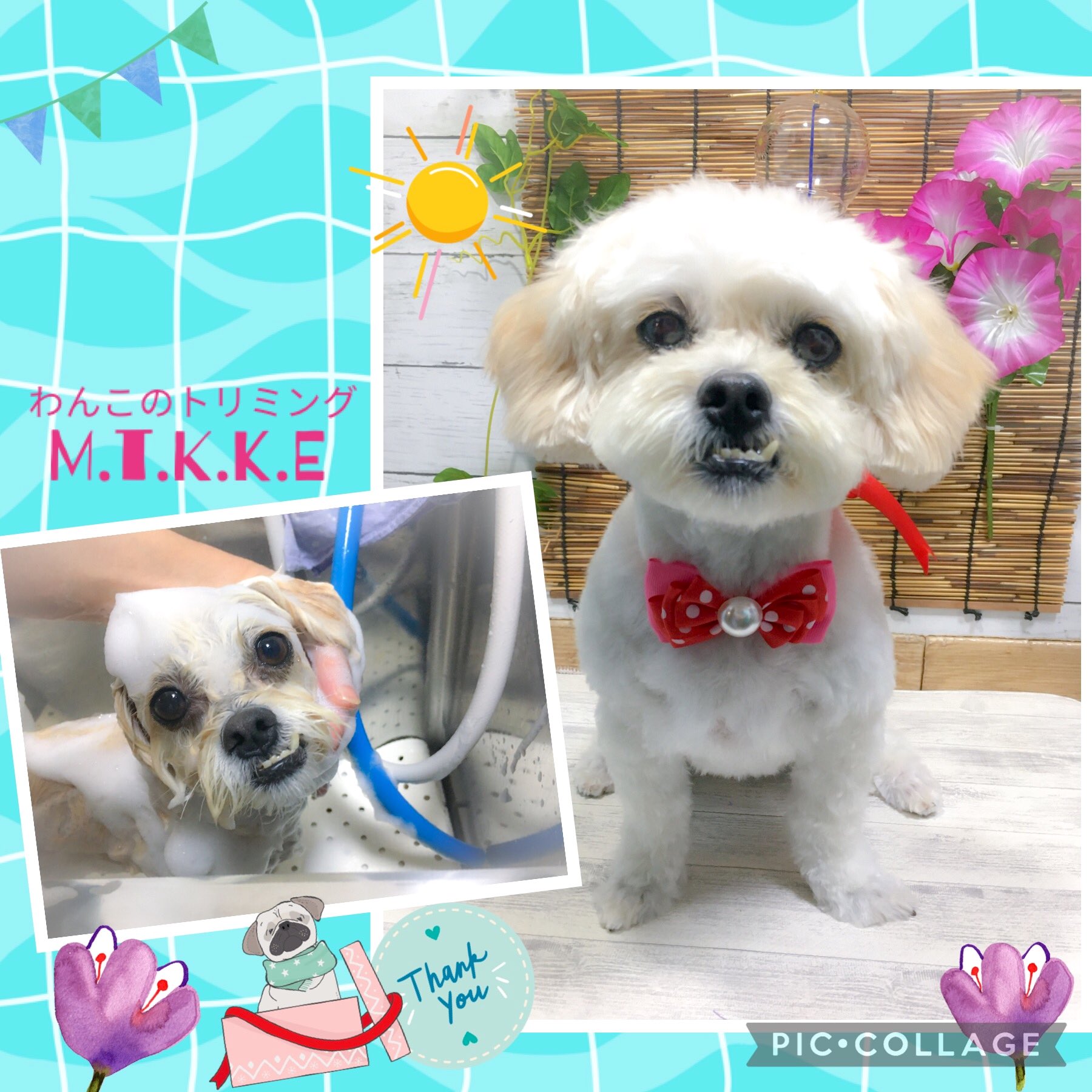 Dogs M T K K E ボディはサッパリ お顔はふんわりかわいいまーるく かわいいかわいい女の子 Mtkke 泡シャンプー 犬のいる暮らし 犬のいる生活 夏のはじまり リボンカラー ありがとうございます T Co Kkkr2x7w9f Twitter