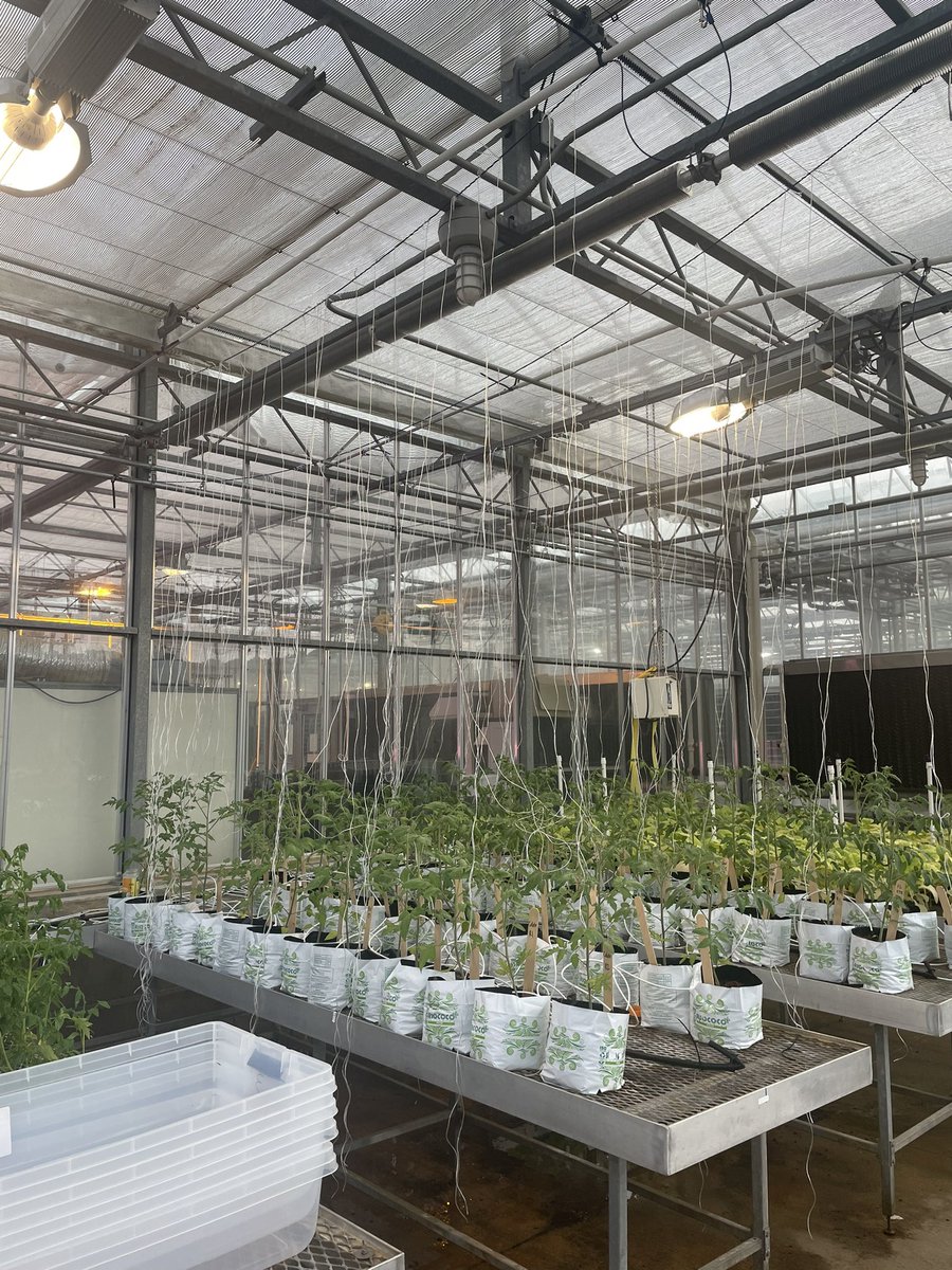 Shoutout to <a href="/alyamanita/">Alyssa Counce</a> for her trellis engineering! 🍅