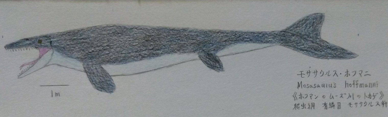 Spinoりん🥕 on X: 