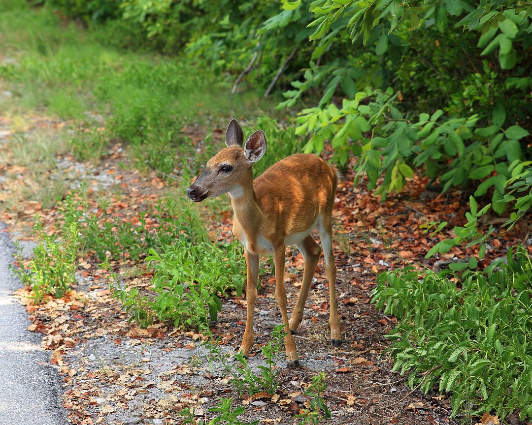 caranddiner's tweet photo. More key deer photos, Big Pine Key. Key deer live only on a few Lower Keys--mostly #BigPineKey and #NoNameKey. #VisitingSmallTownFlorida #VisitFlorida https://t.co/F1T8WntU3g