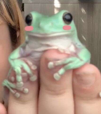 _ValeB_F's tweet photo. Frog of the day. Feast your eyes my 4 followers https://t.co/HcpxV5foR8