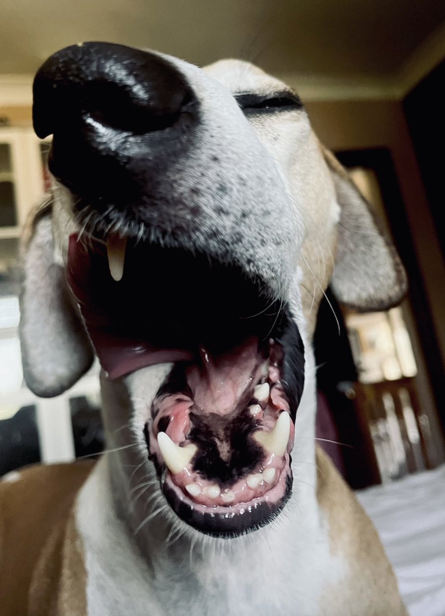 MsSarahSimons's tweet photo. Walter smells like biscuits. 
Going to shampoo him this weekend.
Just broke the news... https://t.co/r5IAQpOAwR