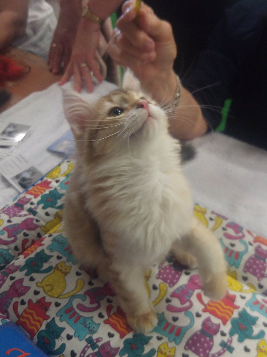 Belma_Usagi's tweet photo. @StarProNade Catto murdered em https://t.co/v0F8CKFL5a