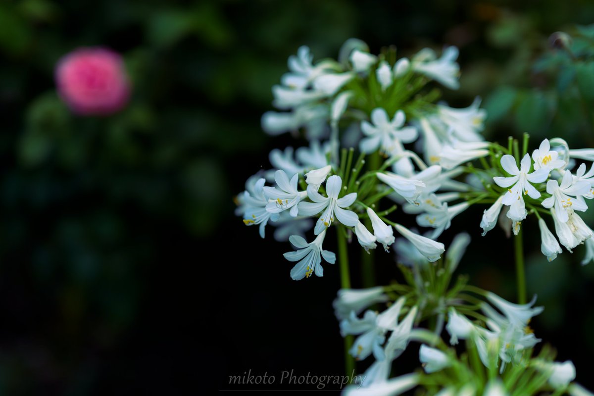 📷：Nikon Z7
NIKKOR Z 50mm f/1.2 S

#私とニコンで見た世界 
#秦野市 #花の写真  #アガパンサス 
#広がり同盟 #kanagawaphotoclub 
#tokyocameraclub #東京カメラ部

●Instagram
instagram.com/mikoto9029/