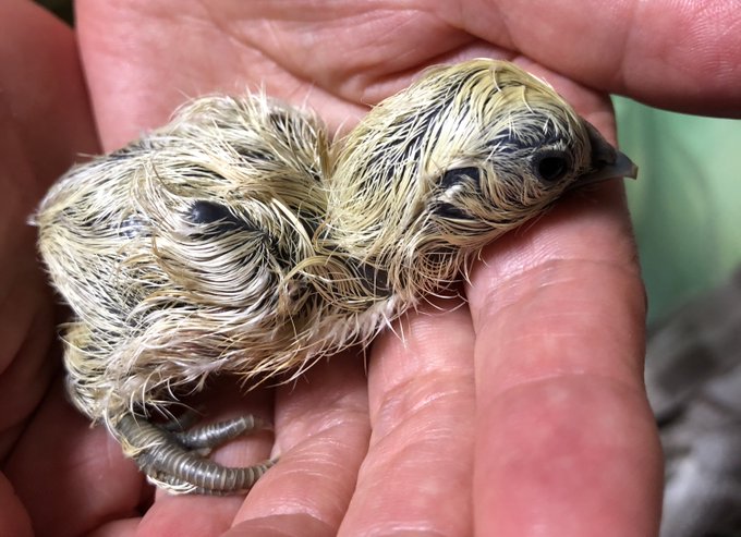 かわ…かわ…ちっちゃい… 