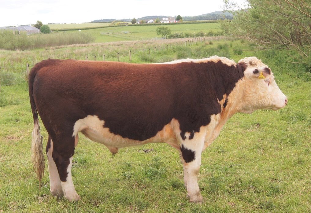 kileekie's tweet image. It’s the #GrassMasters Online Traditional Hereford sale this weekend. Good luck to all the vendors and purchasers. We are aware that we are a long way north but are prepared to help with transport. Our entry is the only one from a #PFLA certified farm.