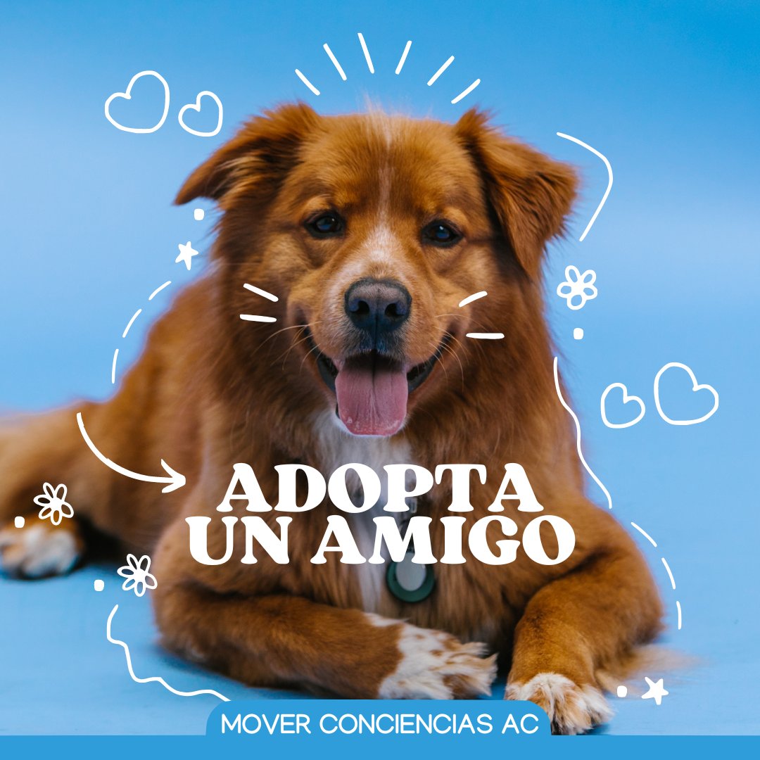 MoverConcienAC's tweet photo. Los perros reducen el estrés, la ansiedad y la depresión, alivian la soledad, fomentan el ejercicio y mejoran la salud en general. Se ha demostrado que solo jugar con un perro aumenta los niveles de oxitocina y dopamina, lo cual genera sentimientos positivos :) https://t.co/5QVJqteHla