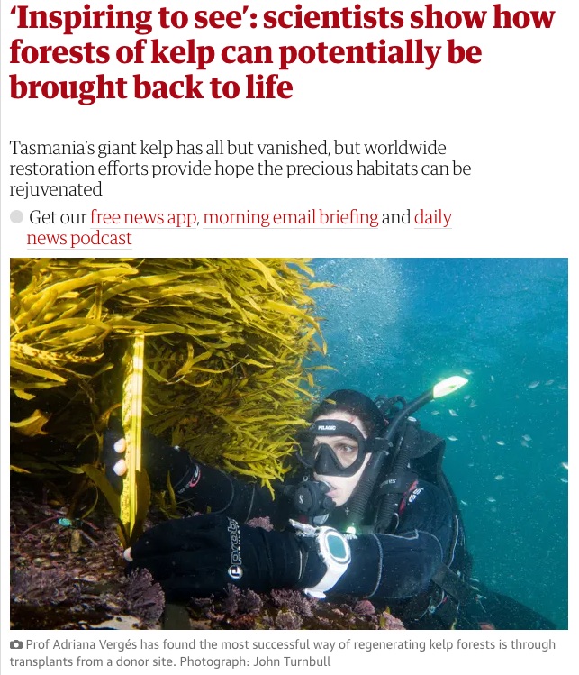 AlejandroBusch2's tweet photo. Los bosques de kelp de Tasmania casi han desaparecido, pero los esfuerzos de restauración en todo el mundo brindan la esperanza de que estos hábitats puedan restablecerse 👉 https://t.co/KgWifkXX4L https://t.co/VNO18Mvmx8