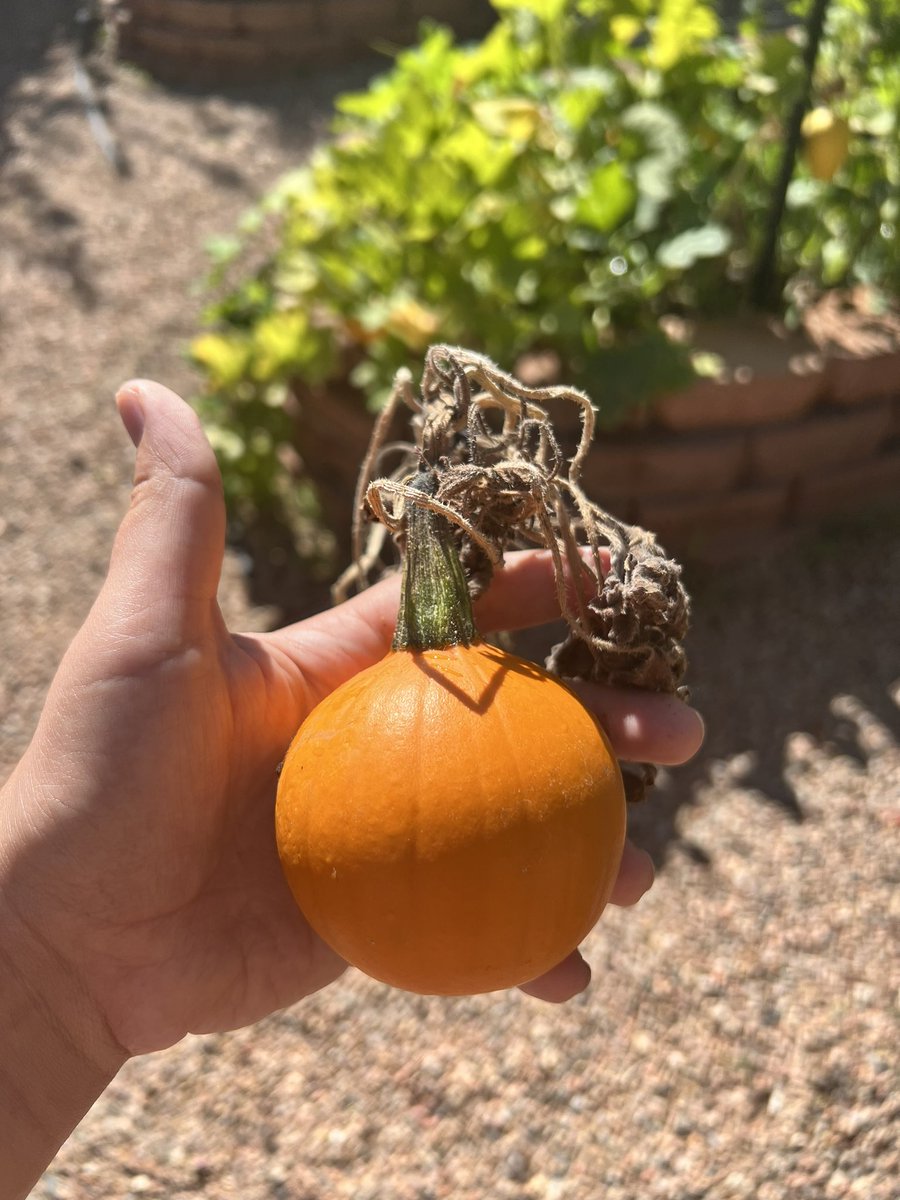 MeganABH's tweet photo. I planted so many pumpkins this year and this was the only one that actually produced a pumpkin 🤣 it’s so tiny! https://t.co/UmB1nfChUg