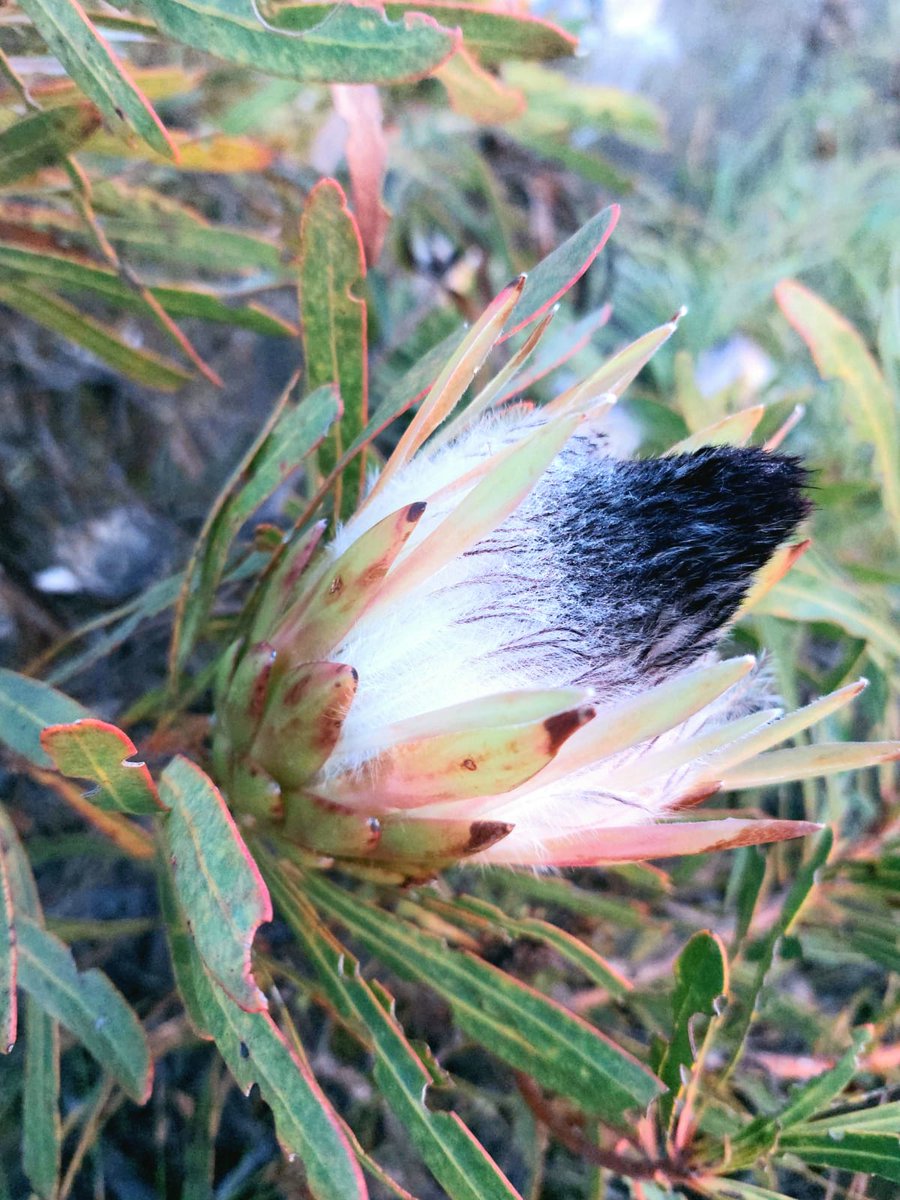 BotsocSOverb's tweet photo. You'll see the Protea longifolia, or Longleaf Sugarbush flowering in the southern Overberg at the moment. It's listed as Vulnerable on the @SANBI_ZA #RedList, with around 30% of the population estimated to have been lost in the last 10 to 20 years. https://t.co/mEEc8CW9l5
