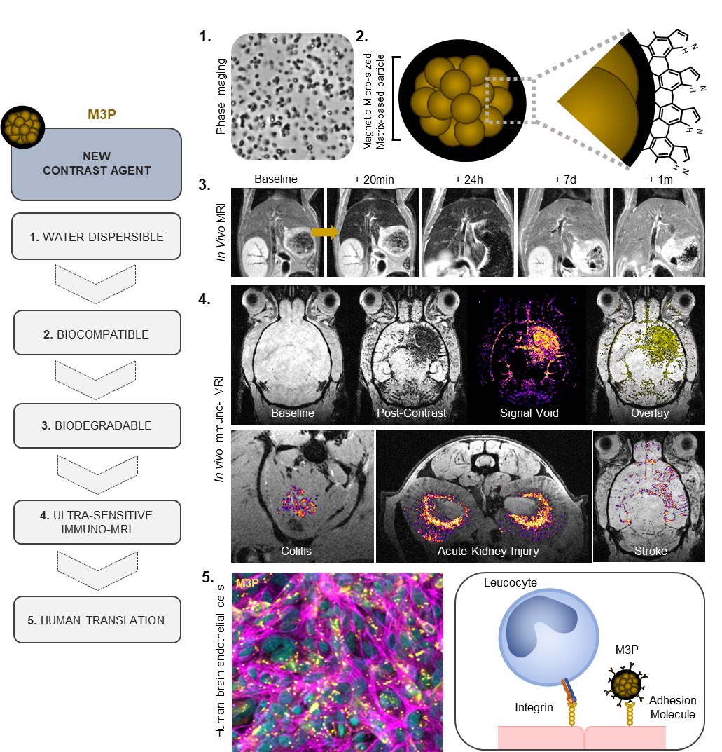 S_MartinezDeLiz's tweet photo. @ScienceMagazine @Gauberti_M @ScienceAdvances #ImmunoMRI #M3P #VCAM-1 #MAdCAM-1 https://t.co/lc2T1Ibrg6