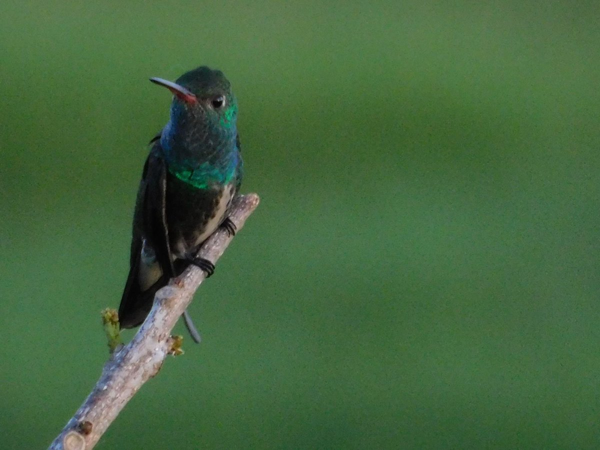 bronsonbraga's tweet photo. Espécie: Beija-flor-da-garganta-verde
📍Santarém-Pará
📸 @bronsonbraga
#aves #avesdobrasil #avesdobrasil_br#avesdopara #birdwatching #birds #avesnature
#bichosdomundo #wikiaves_oficial #florestaamazonia #terradagente #avesdesantarem #observacaodeaves #birdsofbrazil #planetaaves https://t.co/m6hIeZGHr2