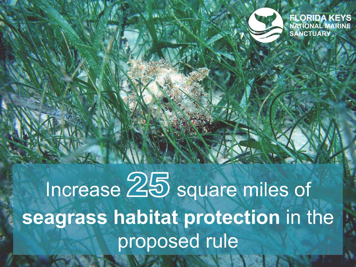 FloridaKeysNMS's tweet photo. Seagrass habitats play a vital role in overall ecosystem health in @FloridaKeysNMS. @NOAA is proposing almost 25 square miles of new seagrass protections in order to keep seagrass habitats from future damage.

Learn more about the Restoration Blueprint:
https://t.co/he82lvv1Ox https://t.co/qBBRkDk6sw