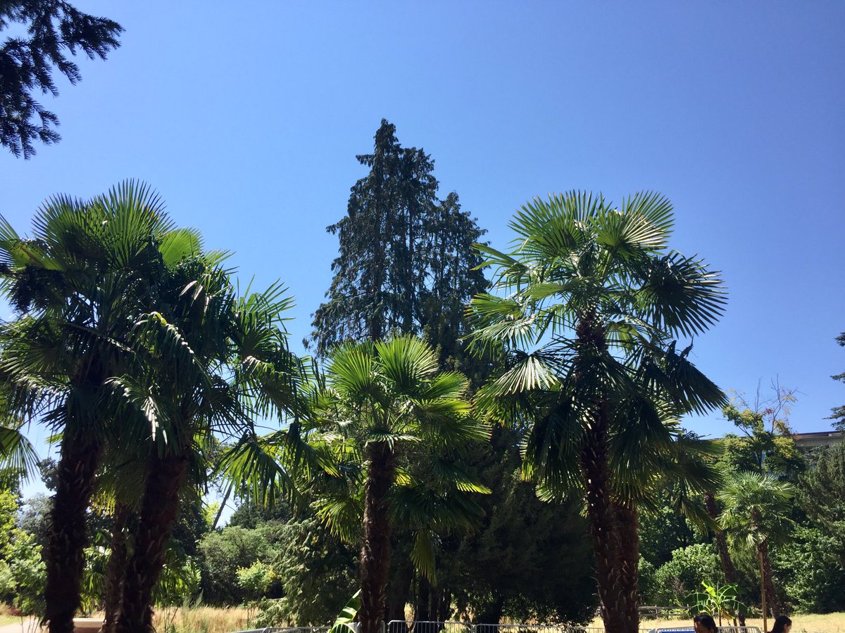 GmurHelen's tweet photo. Bei uns zu Hause in Genf. 🇨🇭#today #afterthatswim #PerleduLac #LacLemon #Police #shade #Palmtrees #heatwave #Genève #Suisse #Geneva #Switzerland #outsideisfree #swim #be happy https://t.co/QSPLZB7upR