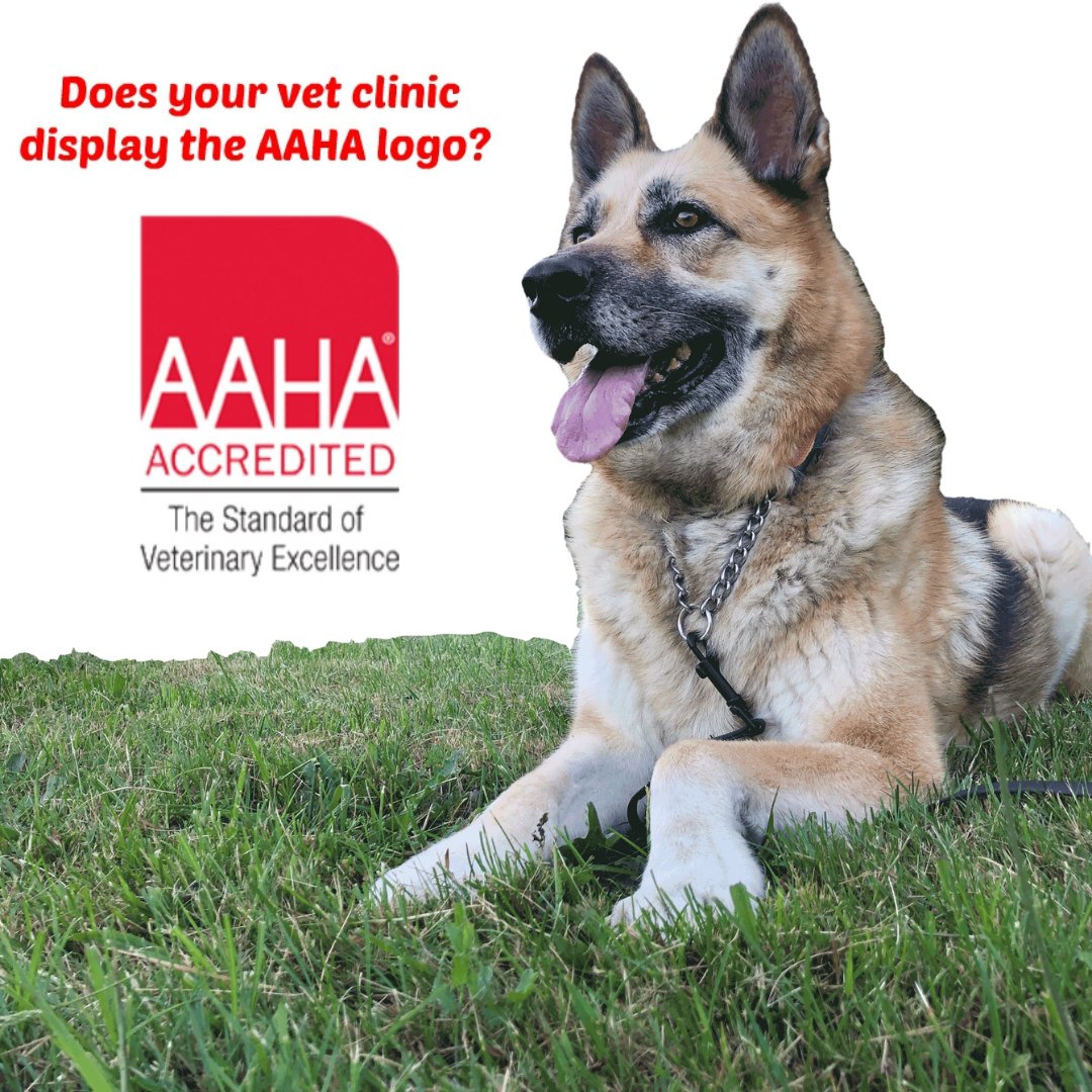 Tripawd's tweet photo. #RT @Tripawds: Hoppy #AAHADay Everypawdy! 🙌 We celebrate all vets, every day, but today's the day to give an extra 3-paws up to AAHA-accredited vet teams for going the extra mile. We are so lucky to have them caring for our pets! THANK YOU!
😍
#tripaw… https://t.co/vj7UypO9YA
