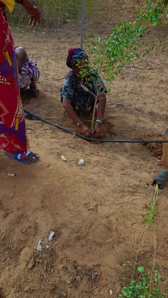 NebedaySenegal's tweet photo. 🌱Opération 1 500 000 arbres 🌱
Reboisement de mellifera au périmètre agroforestier🌱des femmes du programme d’incubateur de @Dolima_SN. 
L’Acacia mellifera🌳est utilisé comme clôture écologique pour lutter contre les animaux🐐en divagation.🌱
#Nebeday #plantation @SAVE_DAKAR https://t.co/xAWFQDH0bh