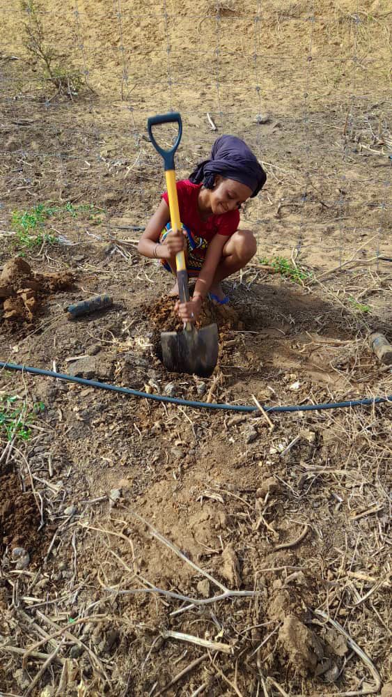 NebedaySenegal's tweet photo. 🌱Opération 1 500 000 arbres 🌱
Reboisement de mellifera au périmètre agroforestier🌱des femmes du programme d’incubateur de @Dolima_SN. 
L’Acacia mellifera🌳est utilisé comme clôture écologique pour lutter contre les animaux🐐en divagation.🌱
#Nebeday #plantation @SAVE_DAKAR https://t.co/xAWFQDH0bh
