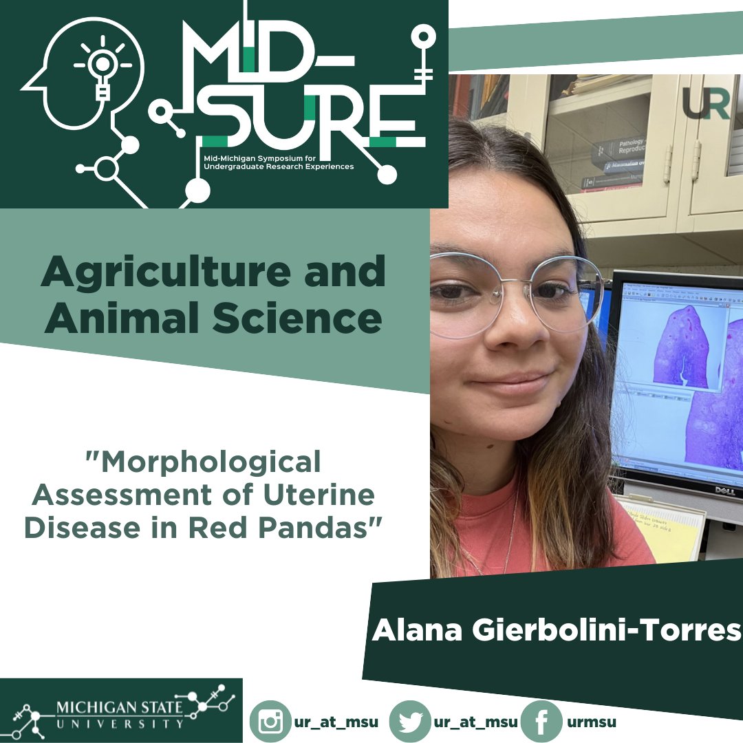UR_at_MSU's tweet photo. Alana Gierbolini-Torres (from University of Puerto Rico) is presenting on the Morphological Assessment of Uterine Disease in Red Pandas for Mid-SURE. The results from the study will allow better management of the reproductive health and contraceptive uses of captive red pandas. https://t.co/hc0CPXSZTI