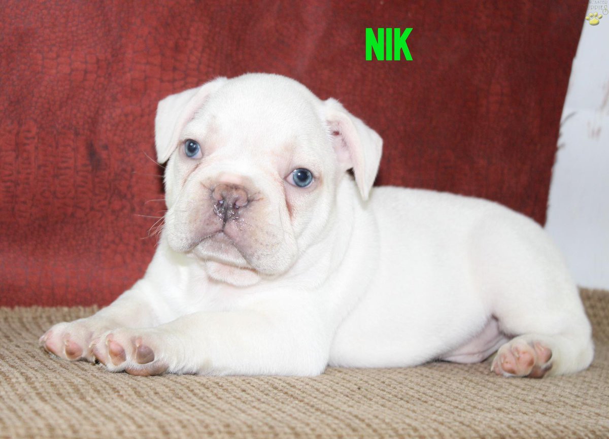 For sale: Nik                   Male French Bulldog Puppy
 #frenchieforsale #frenchie4sale #frenchbulldogforsale #frenchbulldog #frenchiebulldog #frenchie
frenchieforsale.com/ad/nik-male-fr…