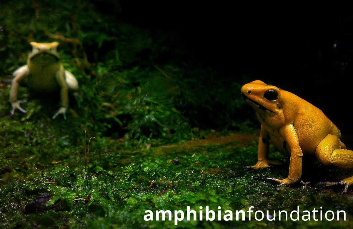 amphibianfound's tweet photo. ⁠Don't let anyone steal your spotlight this #FrogFriday!
⁠
#Phyllobatesterribilis #Phyllobates #GoldenPoisonFrog #GoldenDartFrog #Frog #Dendrobatidae #Frogs #Anura #Anuran #Amphibia #Amphibians #Amphibian #Herpetology #Herping #Herps #Herpetofauna #Herper https://t.co/cccBiwBPre