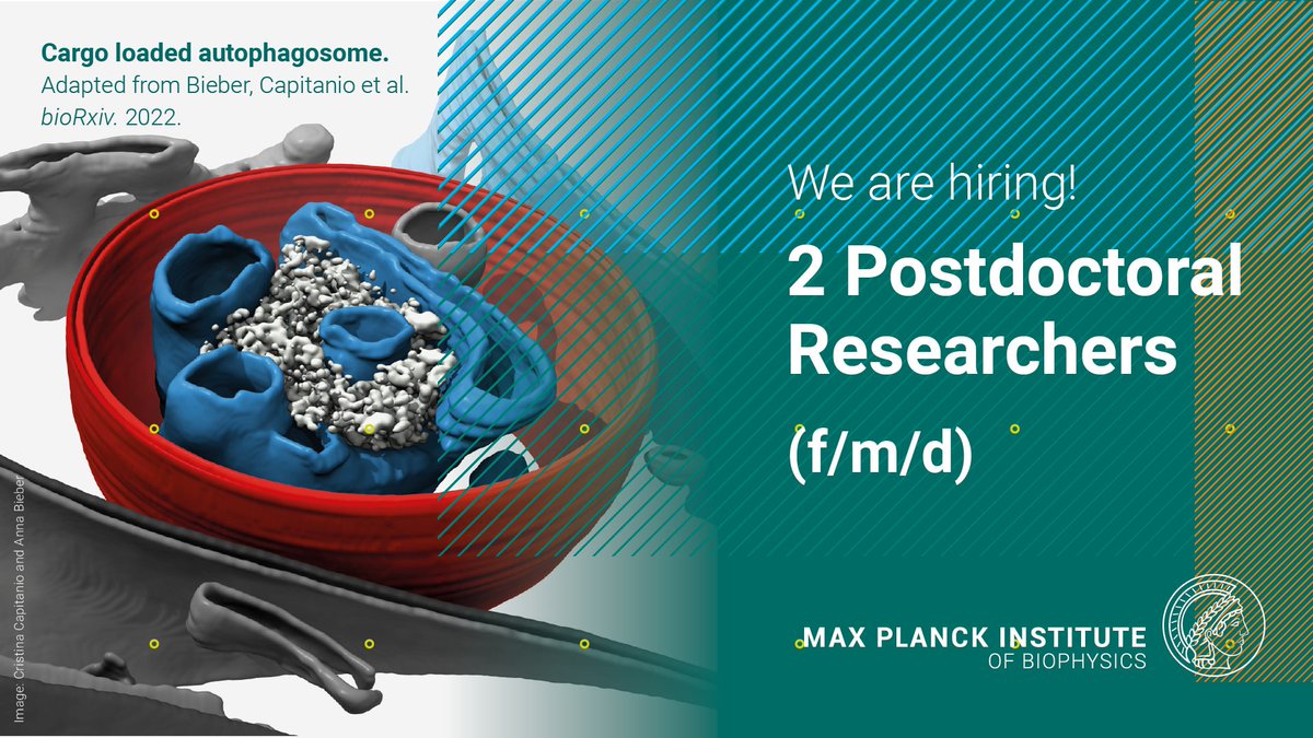 #JobOffer: Looking for a #Postdoc position in the field of #MolecularBiology? Passionate about #autophagy, #cryoEM and #MassSpec? #Apply now to support the @Wilfling_Lab in investigating cargo recruitment during #autophagosome biogenesis. More info 👉biophys.mpg.de/2009720/open-p…