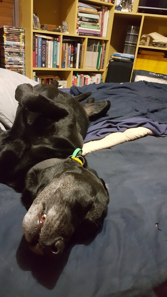 TwoDogHowl's tweet image. Murph livin' his best life...