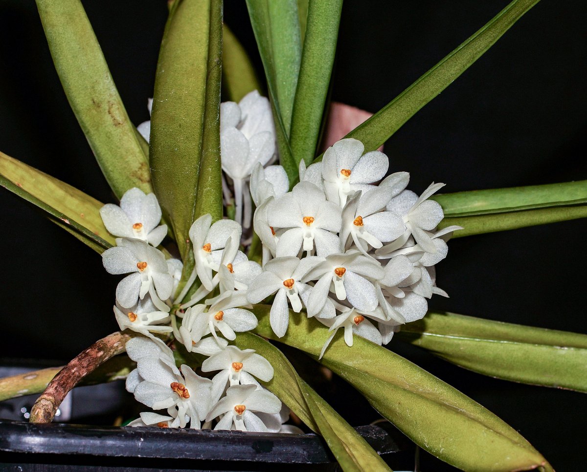 orchidcommittee's tweet photo. #Ascocentrum ampullaceum alba
#Epiphytic #orchid from W #Himalayas thru to #Thailand growing in forests near rivers at 300-500m
Grown by Jean Barker #Photo Chris Barker both of 
@orchidcommittee
#botany #photography #orchids #orquideas #nature #NaturePhotography  #洋ラン #photos https://t.co/yRIq1Imokm