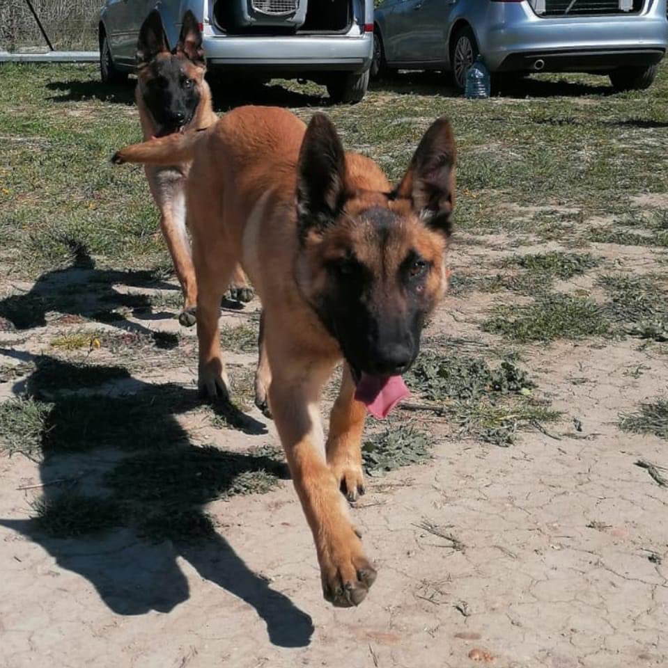 pompiersdugard's tweet photo. SKY est toujours introuvable ! Chien de pompiers très sociable de race malinois perdu à Laudun (30) répondant au nom de Sky. Il porte un collier avec le nom et téléphone du propriétaire. Merci de nous contacter par message privé ou le 112 si vous l'appercevez. https://t.co/3Ap8zmi7hG