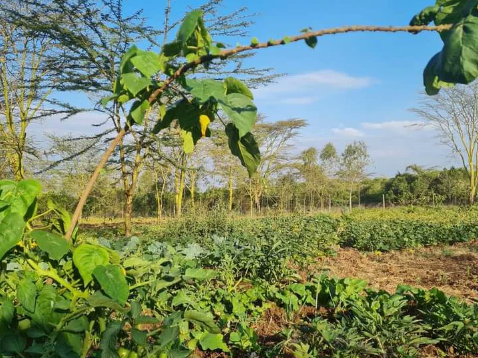 _AfricanForest's tweet photo. Grow a Hectare with African forest, two reasons :
1. Environmental 3600 trees planted 
2. Social impact feeding the community

One investment two huge benefits to your company . 
Join us African forest in our pledge to grow hectares and hectares of trees and feed communities. https://t.co/yiyYr2WmJJ