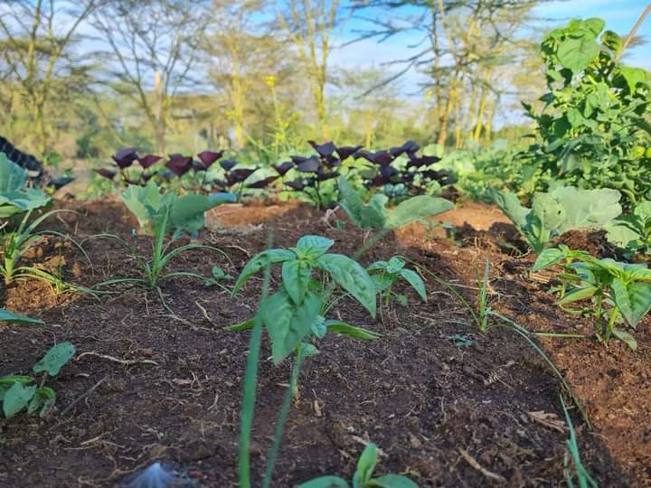 _AfricanForest's tweet photo. Grow a Hectare with African forest, two reasons :
1. Environmental 3600 trees planted 
2. Social impact feeding the community

One investment two huge benefits to your company . 
Join us African forest in our pledge to grow hectares and hectares of trees and feed communities. https://t.co/yiyYr2WmJJ