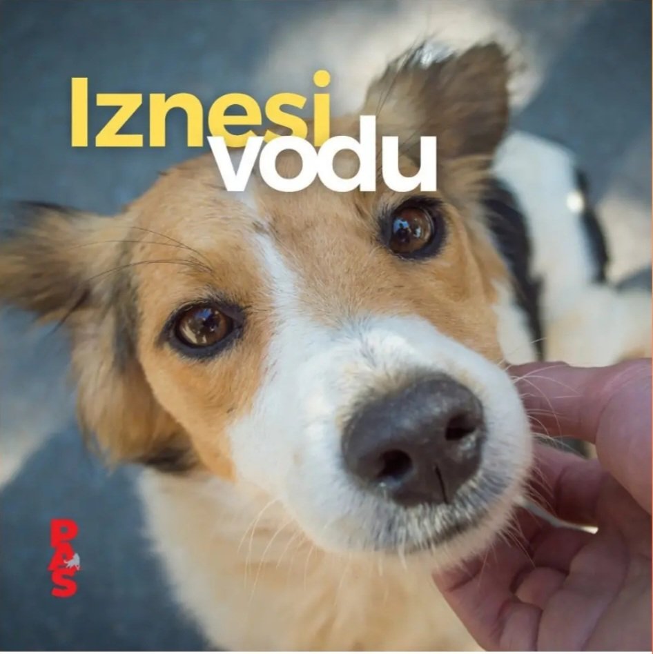 _algiediantares's tweet photo. Iznesite vodu, spasite nekome život ❤🐕🐈‍⬛🐤
❗️❗️❗️

#apel #iznesivodu #spasizivot #survivorsrbija #caosvima https://t.co/Qu7v0tbGhE