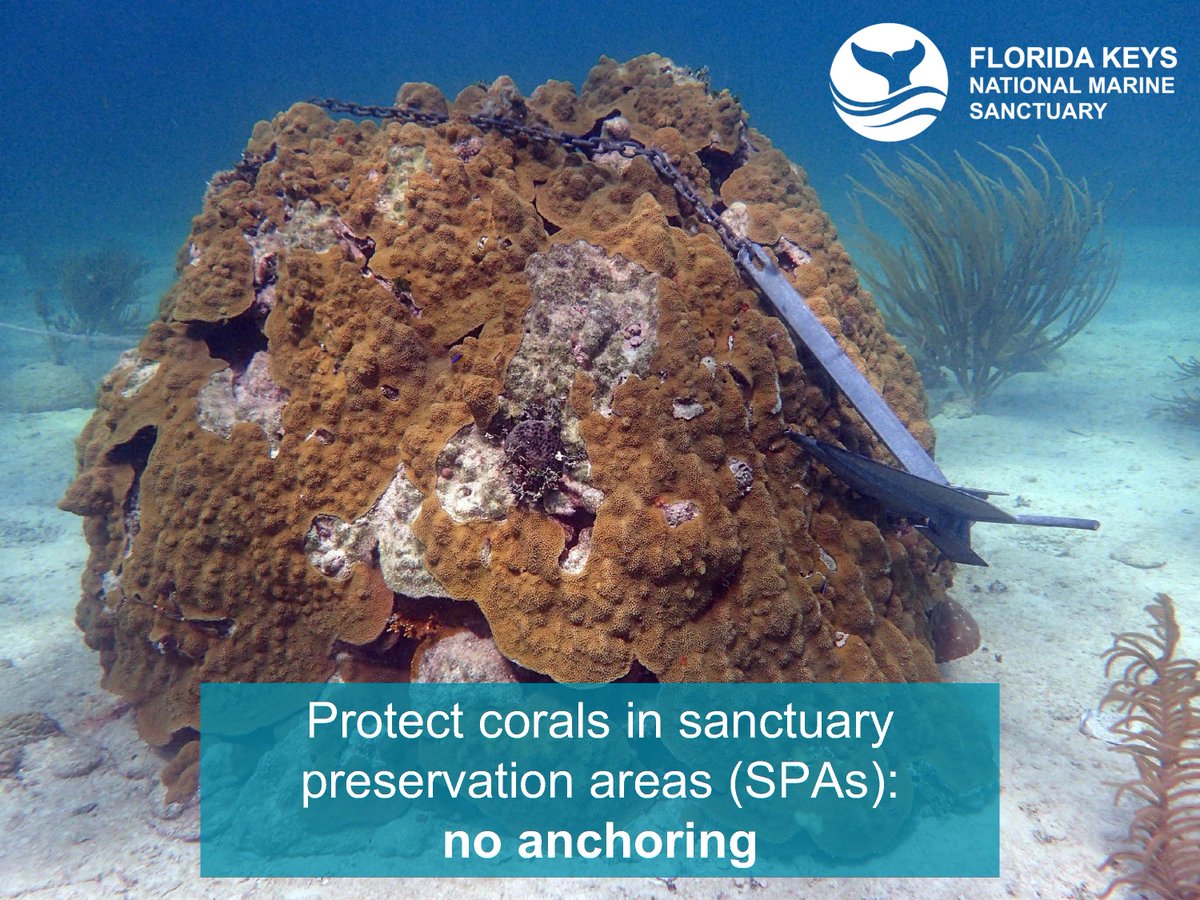 FloridaKeysNMS's tweet photo. Anchors carelessly dropped onto corals can cause long-term damage, and @NOAA proposes adding a new "no anchoring" regulation in all sanctuary preservation areas.

Watch this video to learn more about sanctuary preservation areas in @FloridaKeysNMS.
https://t.co/VYKlWSlLXo https://t.co/j5T137HIiP