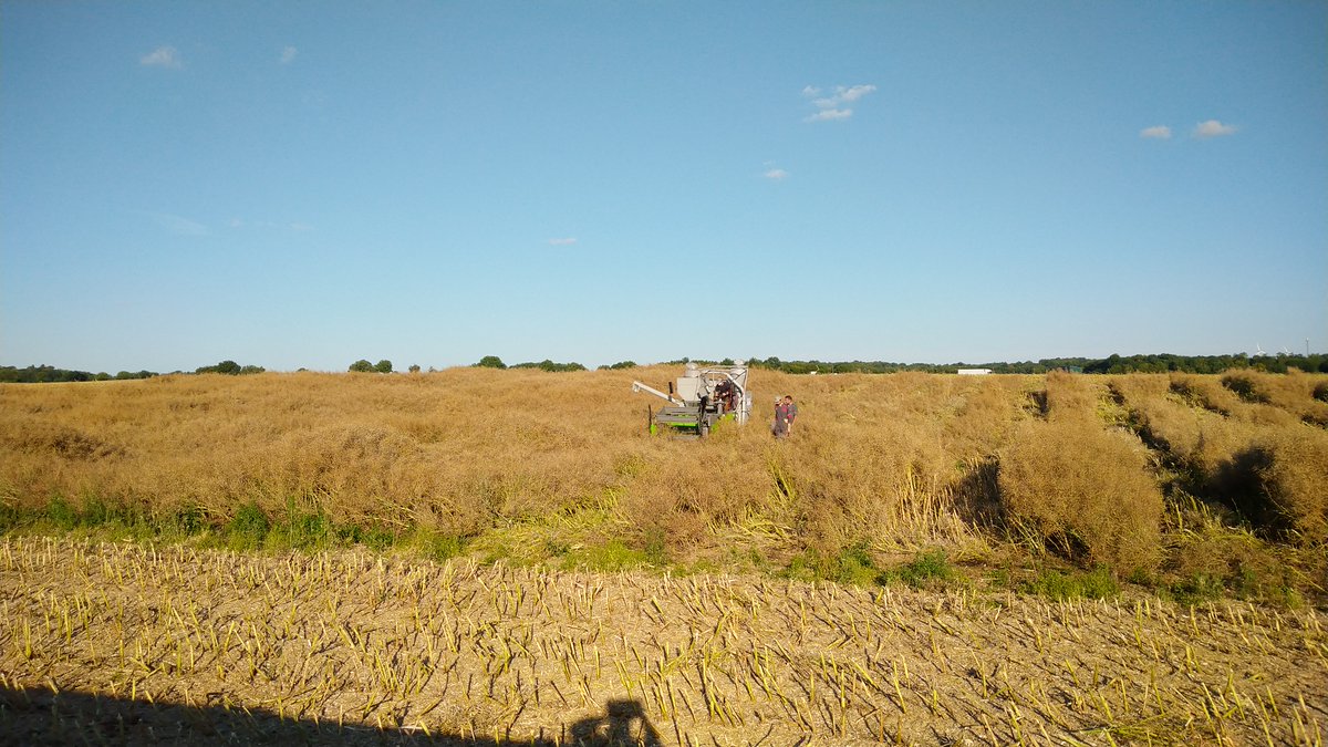 OcealiaGroupe's tweet photo. 18 plateformes d’essais ont été moissonnées cet été. 

Merci aux adhérents et aux équipes impliqués au service d’une agriculture durable et performante. 👏 https://t.co/rPqEUI505B