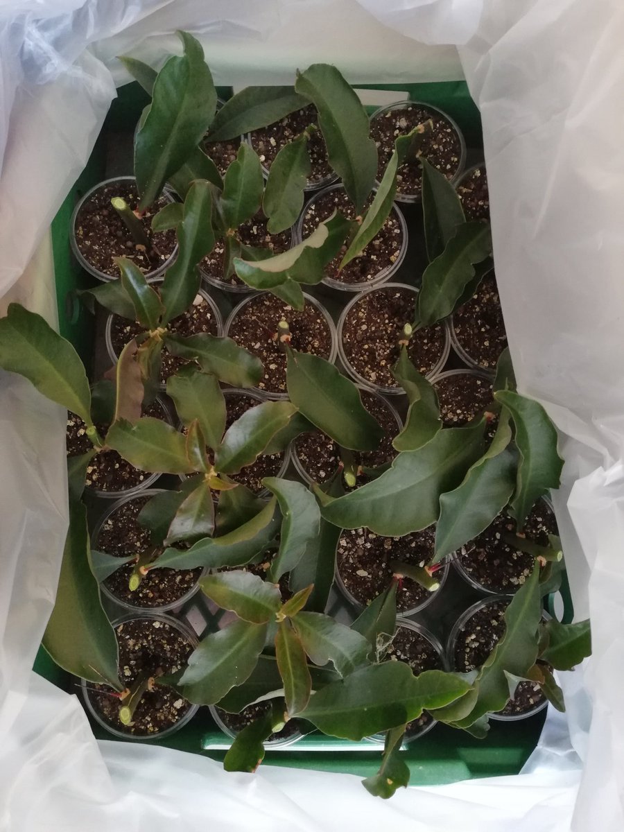 Pereskia_Cactus's tweet photo. Making New babies of #pereskia #grandifolia #violacea 💞 https://t.co/Tu0ITuloZ9