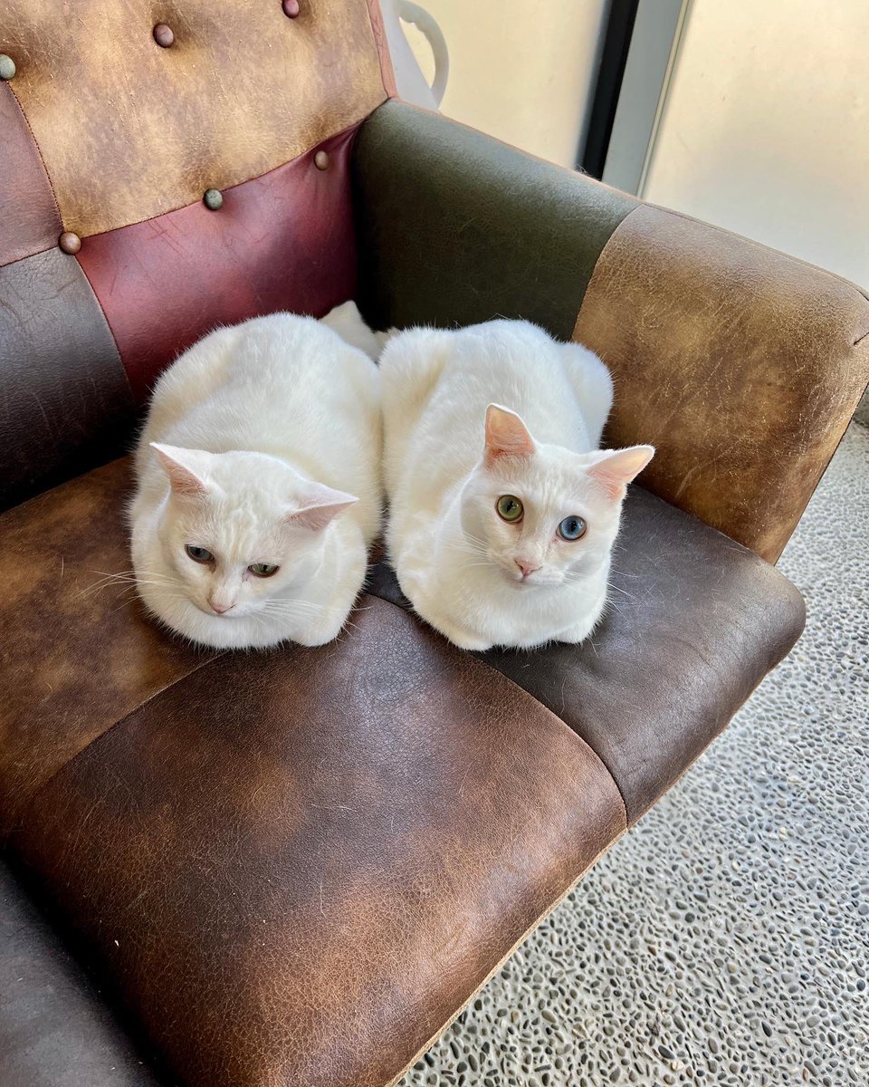 oddeye2abukabu's tweet photo. いつも隣には
アブ🎀カブ💜
#猫
#catlover
#cat
#白猫
#고양이
#Katze
#Gatto
#看板猫
#オッドアイ
#오드아이
#oddeye
#Seltsames
#猫好きさんと繋がりたい
#無言フォロー歓迎
#リツイート大歓迎
#兄妹 https://t.co/kIkQzXwqeX