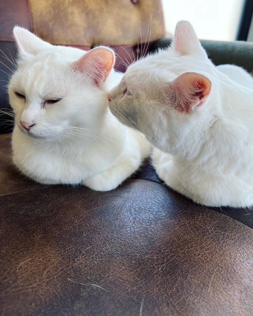 oddeye2abukabu's tweet photo. いつも隣には
アブ🎀カブ💜
#猫
#catlover
#cat
#白猫
#고양이
#Katze
#Gatto
#看板猫
#オッドアイ
#오드아이
#oddeye
#Seltsames
#猫好きさんと繋がりたい
#無言フォロー歓迎
#リツイート大歓迎
#兄妹 https://t.co/kIkQzXwqeX