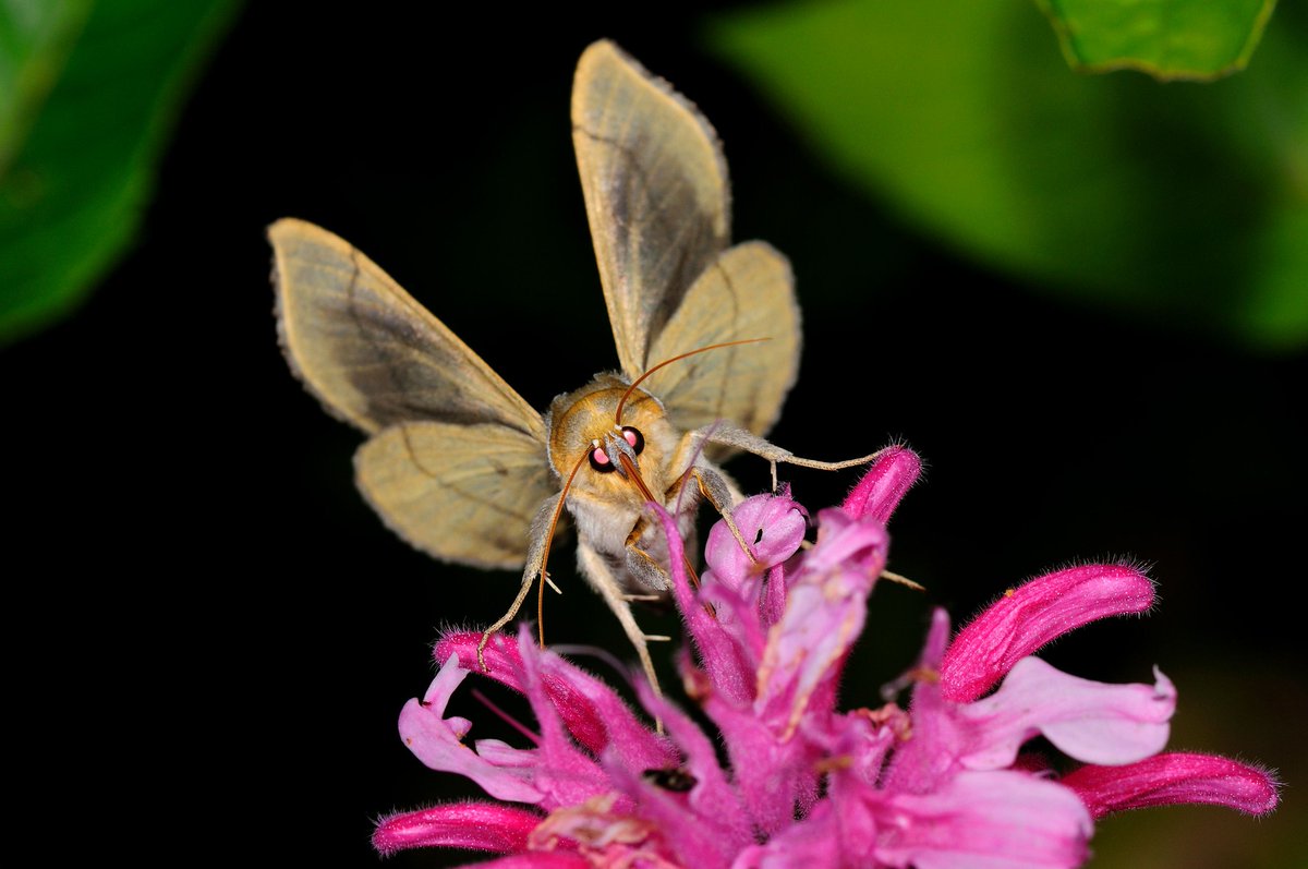 MyFWC's tweet photo. The moth-er of all weeks! #NationalMothWeek starts tomorrow! #Florida claims at least 3,000 species of #moths with some smaller than your fingernail and others larger than your hand! More: https://t.co/r4XrJCmEnG https://t.co/W0Xrqf91Ak