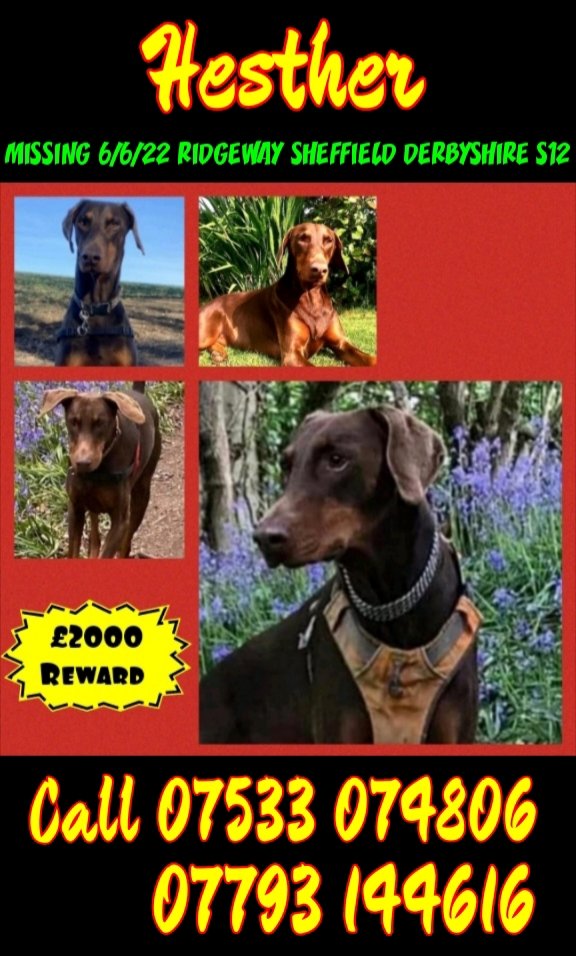 rejannealb's tweet photo. @MissingPetsGB @juliagarland73 Have you #Hesther nearby? Pls keep your 👁👁 open & call her owner!🙏 https://t.co/f15cp8YIyC