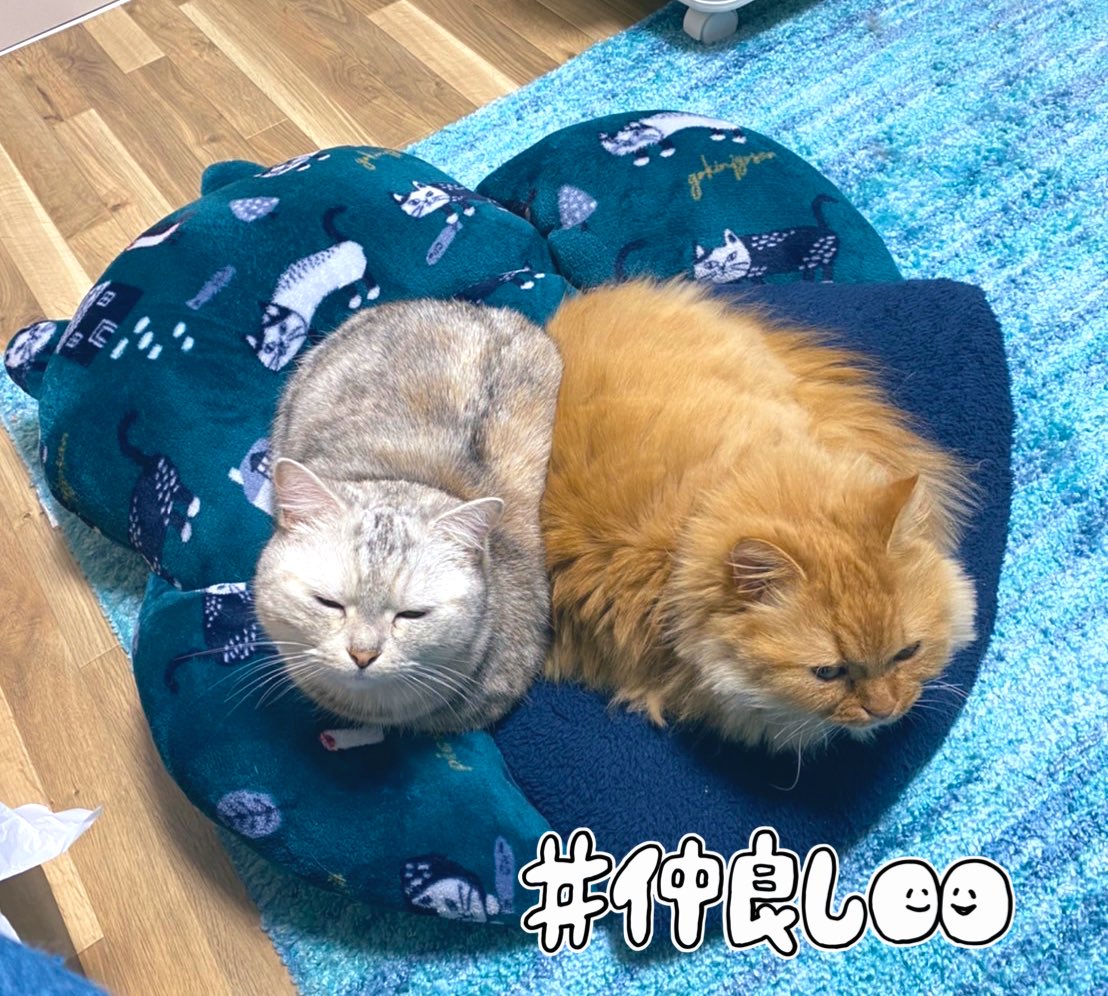northriver_fk's tweet photo. #暑い😵日が続いていますね🥵🥵🥵
#ノースリバー福岡 看板猫🐱達も #夏バテ でしょうか🤣
ぐったりした表情が何とも愛らしくてたまりません☺️

利用者・ #支援員スタッフ 募集中〜
お気軽にお問い合わせください☎️
092-401-8480

#猫好き
#マンチカン
#薬院
#スタッフ募集
#転��
#福祉の仕事
#Twitter https://t.co/jjMOSLXZxM