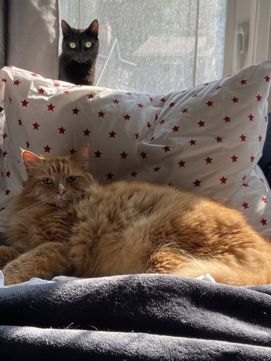 Zee0731's tweet photo. Good morning from Wallace and Knives! Stay cool and please put out water for the birds and squirrels! #CatsOfToronto #KindnessCostsNothing https://t.co/AT5oA3HShs