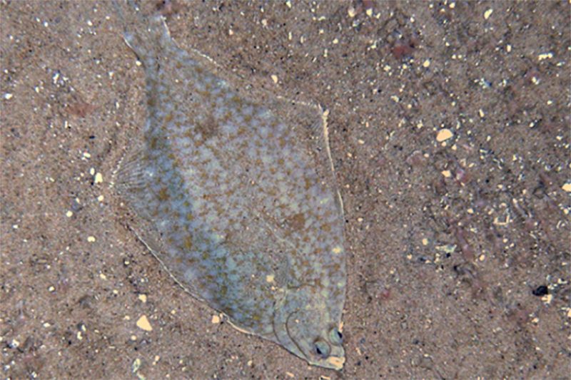NOAAFish_NEFSC's tweet photo. Ocean model study published in @ICES_ASC journal found fluctuations in “cold pool” phenomenon linked w/ fluctuations in new/young yellowtail flounder entering the stock in our region. Study improves stock assessment results: https://t.co/7JKwtdwJ1P. #NEFSCClimateScience https://t.co/XIFfQmSomG