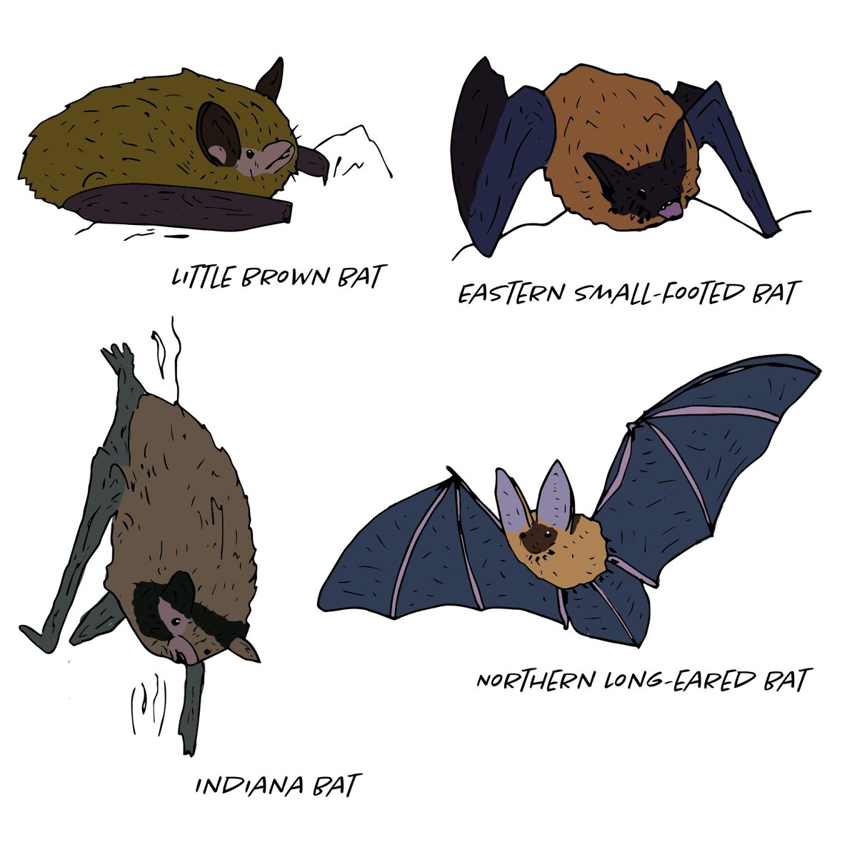 This week BRI scientists have been conducting bat surveys in New Jersey!  BRI researches several bat species including the Northern Long-eared Bat, Eastern Small-footed Bat, Little Brown Bat, and Indiana Bat. 

#Science #BiodiversityResearch #FieldWork #BatResearch #Bats