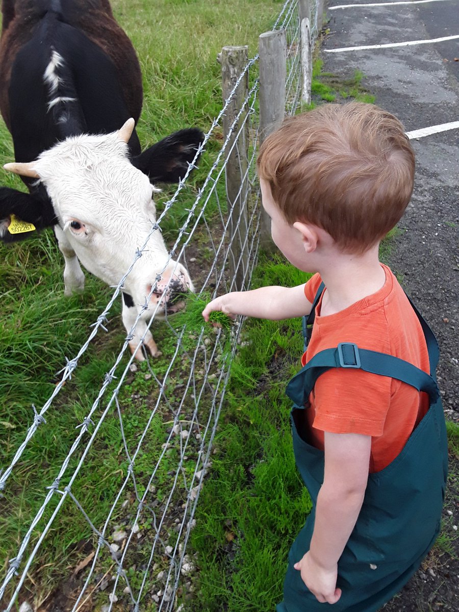 Ashbridge2to3's tweet photo. Some of the 2-3s children had the opportunity to feed the friendly cows that live next door. What a lovely experience for our children to have these amazing interactions with animals. #weloveanimals #qualityexperiences #earlyyears @AshbridgeOutdo1 https://t.co/cwWStJ7TLr
