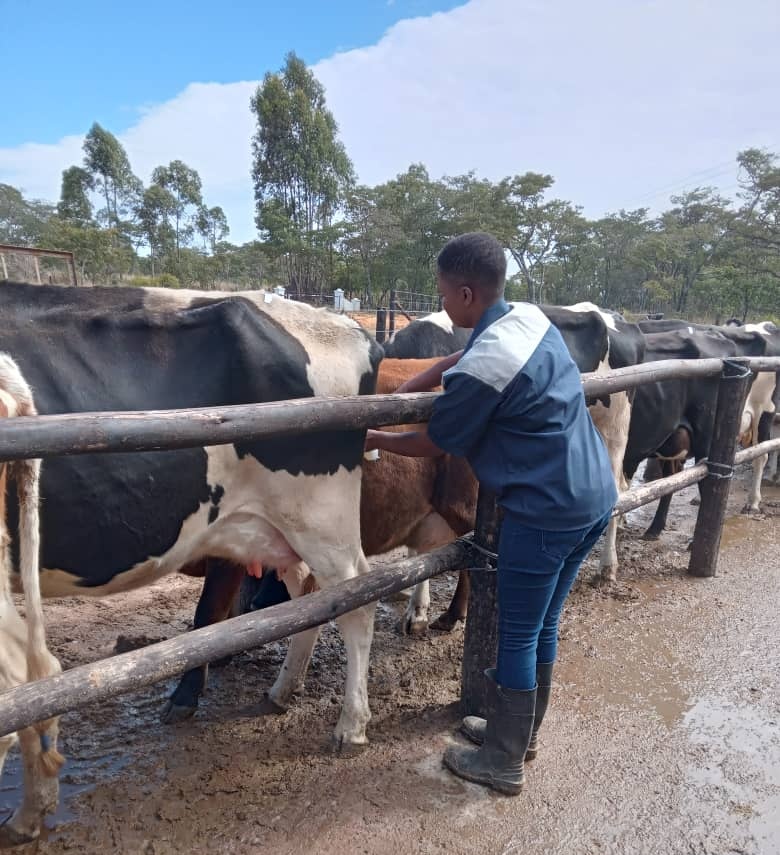 Mafuro Farming tweet media