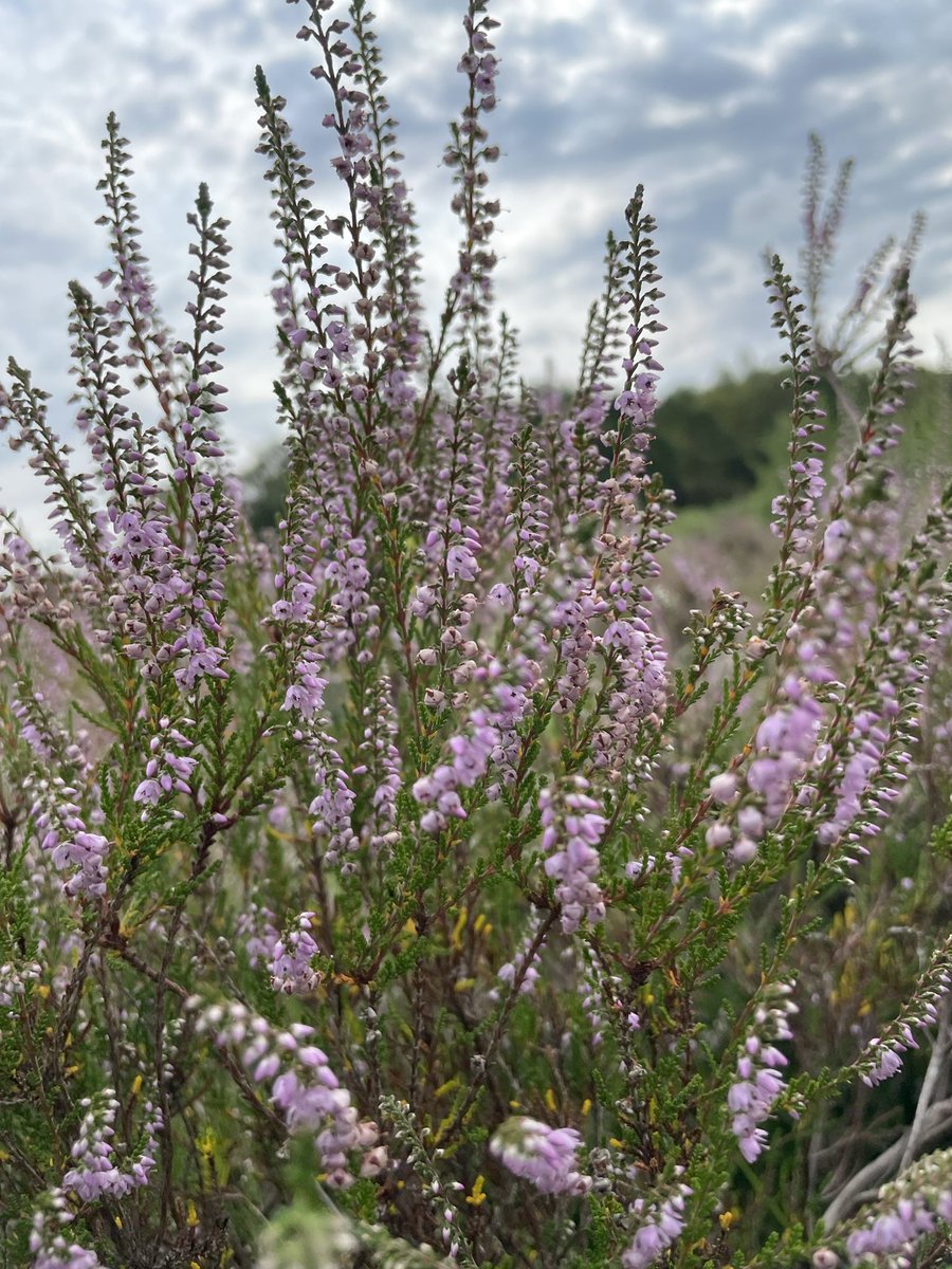 WildCapital's tweet photo. The blooming heather on Wimbledon Common. #wildflower #wildflowerhour #londonnature #WimbledonCommon https://t.co/USG8pVQCAS