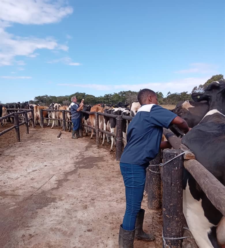 Mafuro Farming tweet media