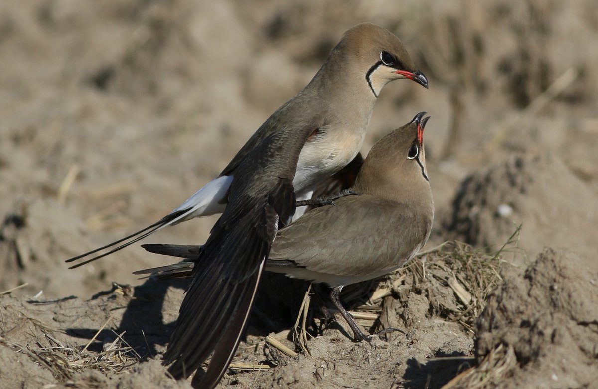 waderquest's tweet photo. Fantastic shot of Collared Pratincole
Β© David Dack
Be #inspired by #waders or #shorebirds
#BirdTwitter #aninspirationofwaders
#inspiredbyshorebirds
#shorebirdconservation
#aquest4waders
#conservation
#shorebirdslovers
#waderlovers https://t.co/i7wiwnJDLG