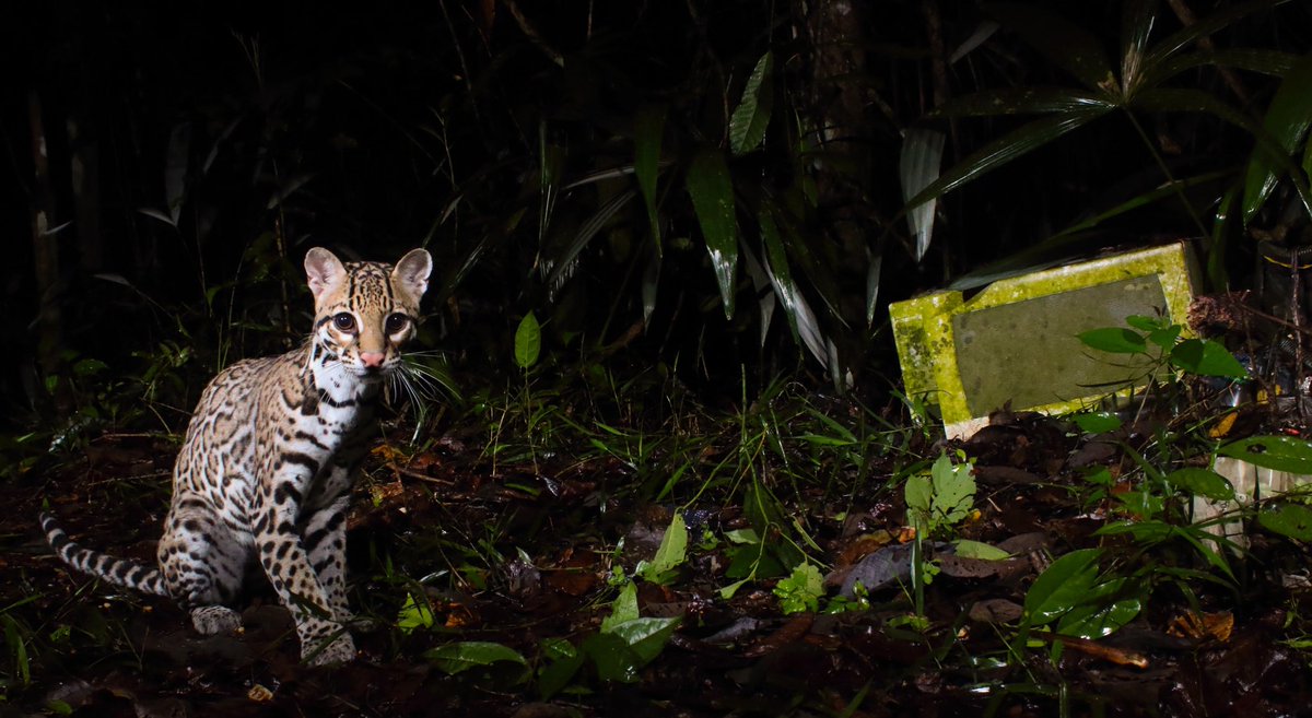 Gavriel Cambridge tweet media