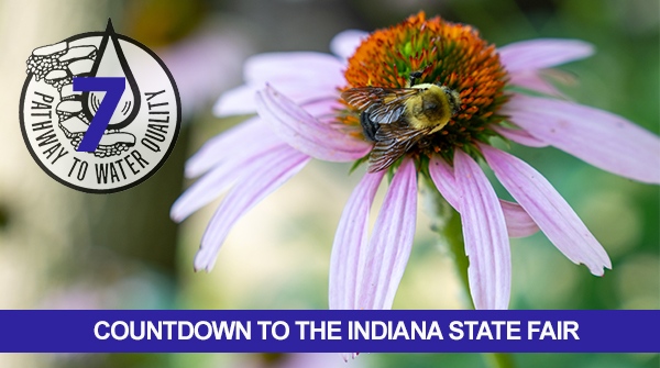 pathway2water's tweet photo. Bees hanging around fairground trashcans may be unwelcomed.  But how about bees hanging around Pathway?  They are always welcome in Pathway’s pollinator patch.  Be sure to look but don’t touch as they work their magic on our native plants. https://t.co/ECPEbKPiP2